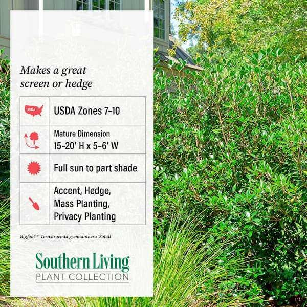SOUTHERN LIVING 3 Gal. Bigfoot Cleyera Shrub (Ternstroemia
