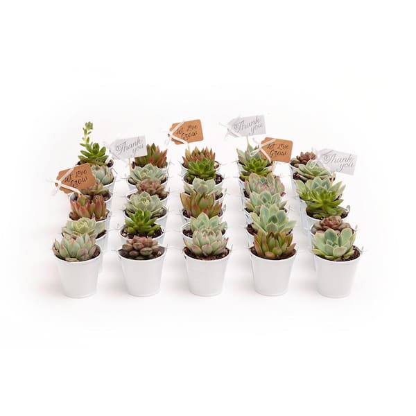 The Succulent Source 2 in. Wedding Event Rosette Succulents Plant with White Metal Pails and Thank You Tags (30-Pack)