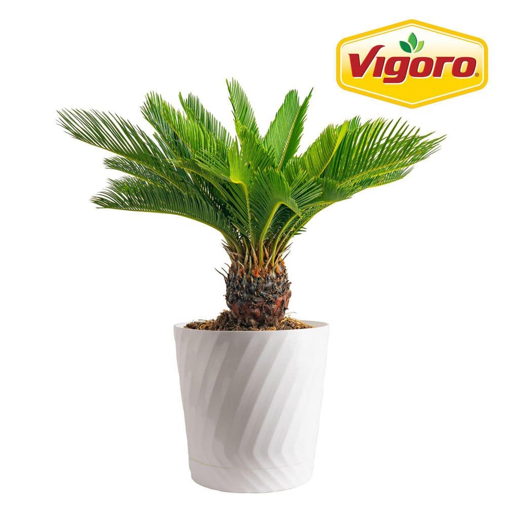 Vigoro Sago Palm Plant in 10in. White Decor Pot, Avg. Shipping Height 2-3 ft. Tall