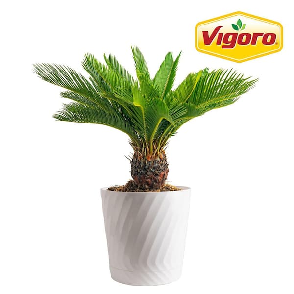 Vigoro Sago Palm Plant in 10in. White Decor Pot, Avg. Shipping Height 2-3 ft. Tall