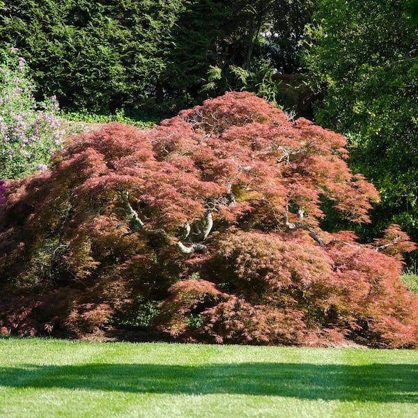 BELL NURSERY 3 Gal. Cutleaf Japanese Maple Acer Plant 200999 - The