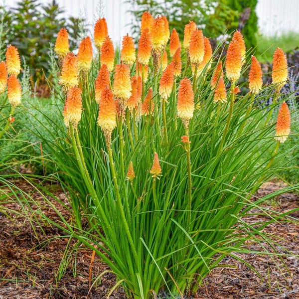 DIRECT GARDENING Multi-colored Flowering Red Hot Poker Plant Super