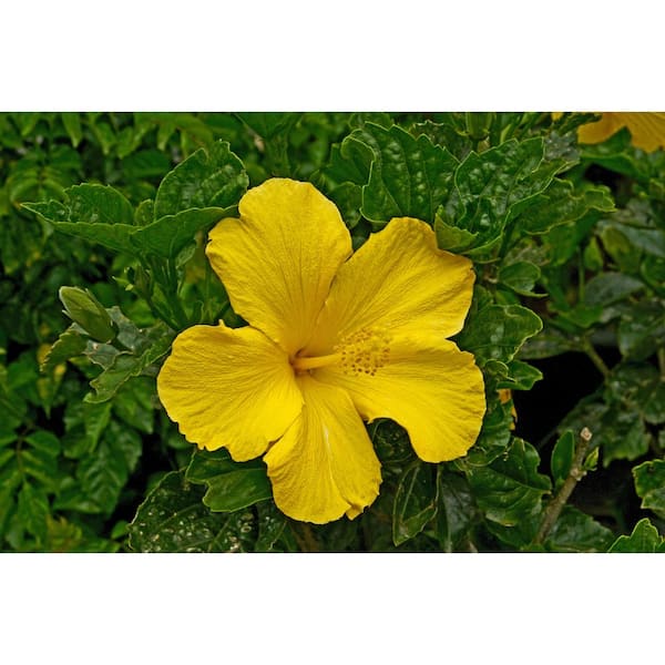 BELL NURSERY 2 Gal. Yellow Hibiscus Live Flowering Outdoor Tropical Plant in 10 in. Grower Pot