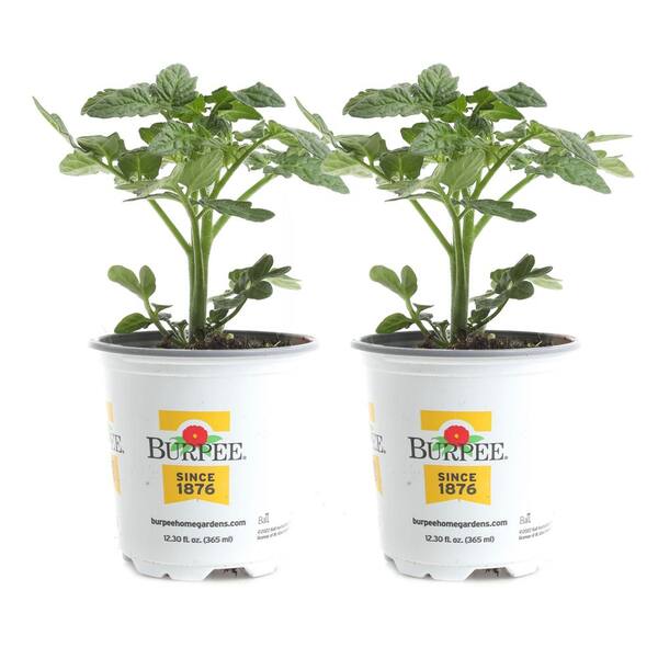 Burpee 3.5 in Husky Cherry Red Tomato Plant (2-Pack) TOMHSCRR8