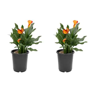 2.5 Qt. Perennial Calla Lily Orange (2-Pack)
