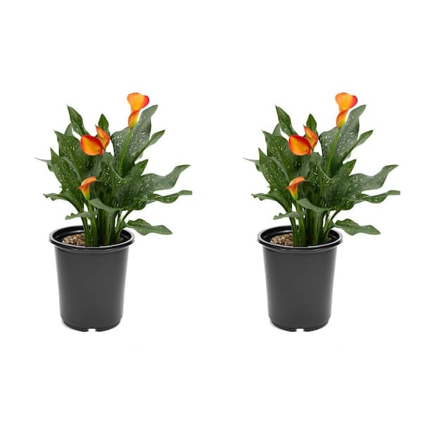 Unbranded 2.5 Qt. Perennial Calla Lily Orange (2-Pack)