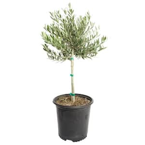 #2 Container Petite Olive Non-Fruiting Patio Tree