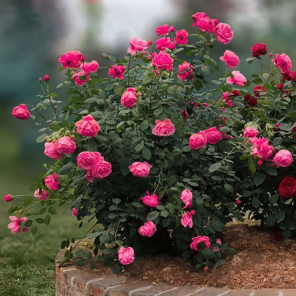 rose♡ Crazy Love™ - Sunbelt® – Antique Rose Emporium