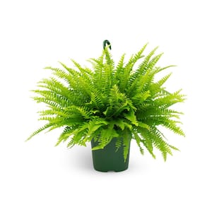 2.5 Qt. Boston Fern Plant in 8 In. Hanging Basket