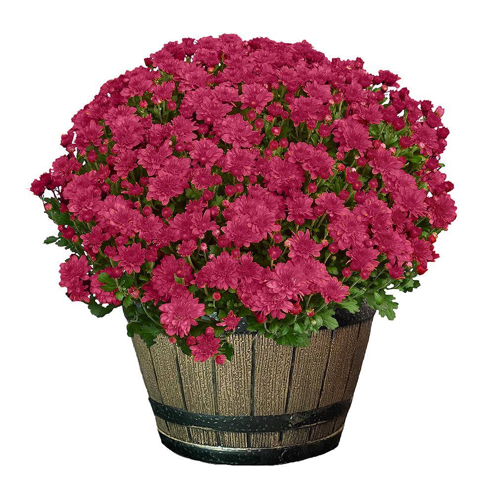 3 Qt. Chrysanthemum (Mum) Plant with Purple Flowers in Whiskey Barrel