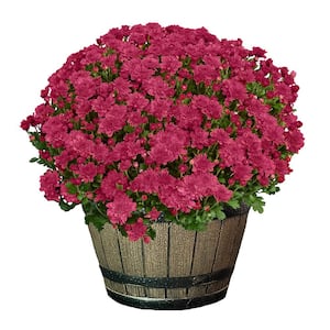 3 Qt. Chrysanthemum (Mum) Plant with Purple Flowers in Whiskey Barrel