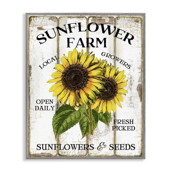 Stupell Industries Antique Sunflower Farm Seeds by Creatif Belle Gray Framed Nature Giclee Art Print 20 in. x 16 in.