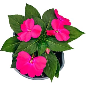 1 Gal. Pink Impatiens Plant (Impatiens spp) in Grower Pot