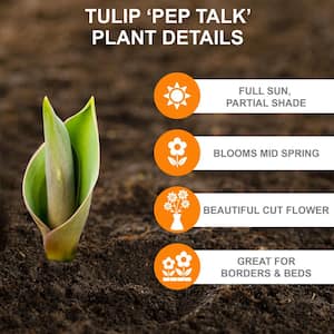 12/+ cm, Pep Talk Double Late Tulip Flower Bulbs (Bag of 100)