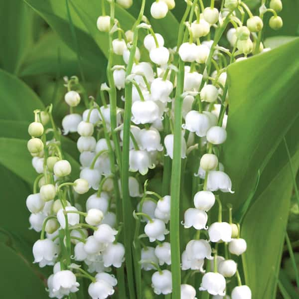 VAN ZYVERDEN Lily of the Valley Roots (10-Pack)