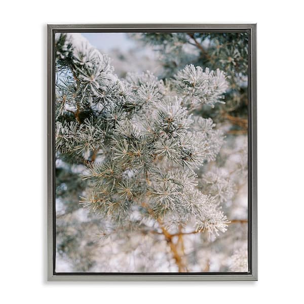 Stupell Industries Frosted Fir Tree Branches by Justine Milton 1-Piece Floater Frame Graphic Print Nature Poster Art Print 31 in. x 25 in.