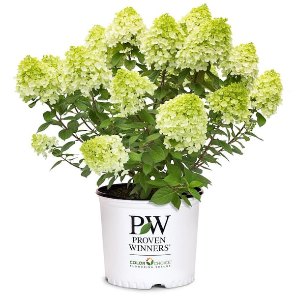 PROVEN WINNERS 2 Gal. Little Lime Punch Hydrangea Shrub with White, Green, and Pink Bloom