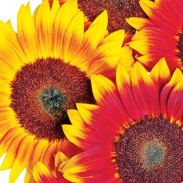 Ferry-Morse Sunflower Orange Mahogany Bi-Color Flower Seeds 1853