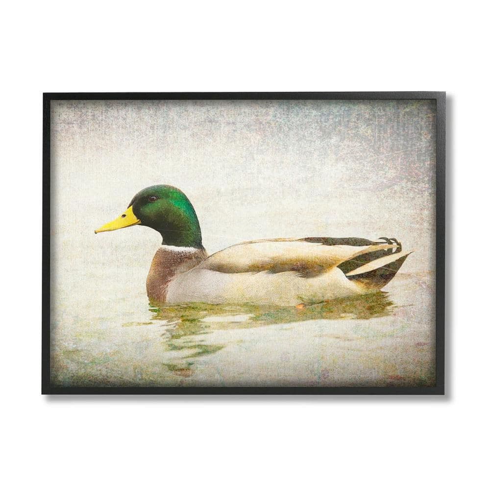 The Stupell Home Decor Collection Peaceful Mallard Duck Bird Swimming Water  Detailed by Daniel Sproul Framed Animal Art Print 14 in. x 11 in.  al-806_fr_11x14 - The Home Depot