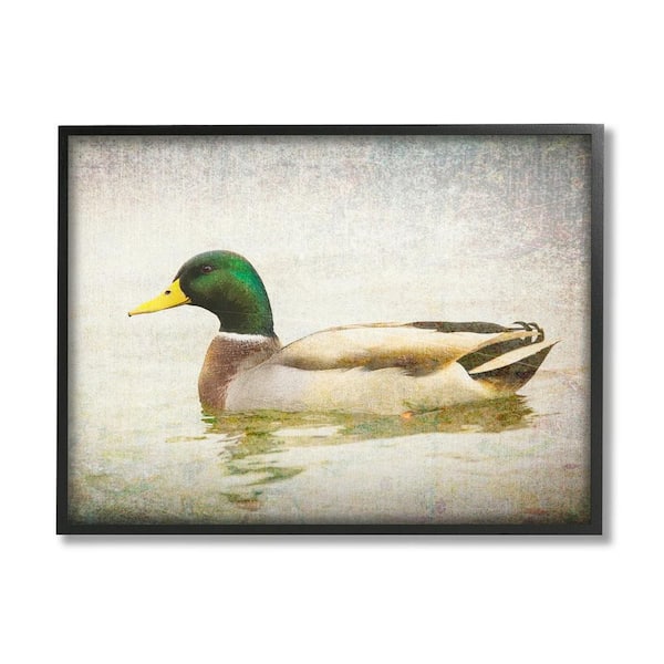 Peaceful Mallard Duck Bird Swimming Water Detailed by Daniel Sproul Framed Animal Art Print 14 in. x 11 in.