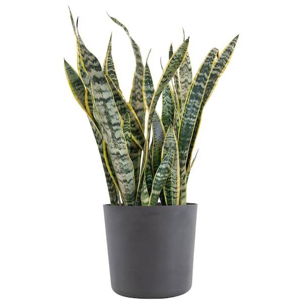 Sansevieria Laurentii Live Indoor Outdoor Plant in 10 inch Premium Ecopots Grey