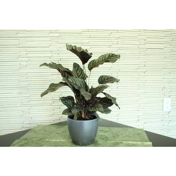 Costa Farms Grower's Choice Calathea Indoor Plant in 6 in. Home Sweet Home Ceramic Planter, Avg. Shipping Height 10 in. Tall