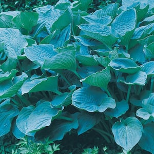 Colossal blue Hosta (Hosta) Live Bareroot Perennial Plant Blue Colored Foliage (1-Pack)