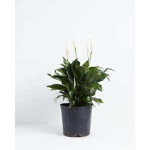 10 in. Peace Lily (Spathiphyllum) Plant in Extra Large Grower Pot