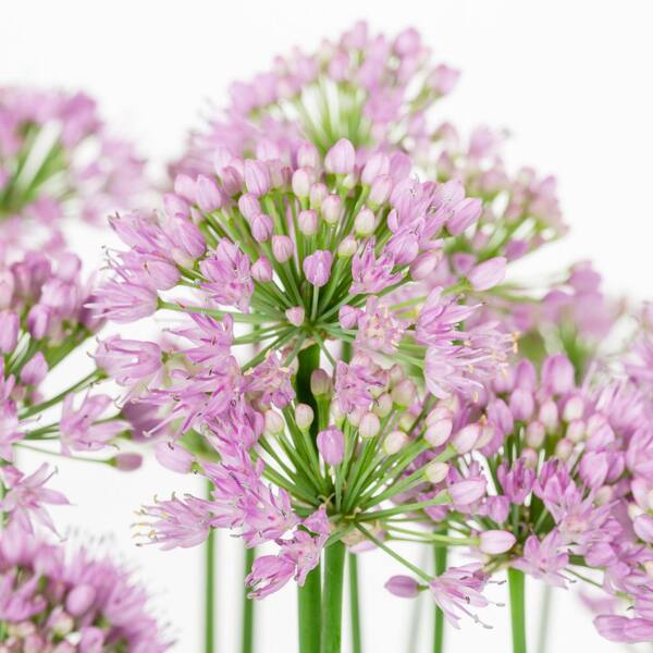 METROLINA GREENHOUSES 2.5 qt. Proven Winners Allium Serendipity