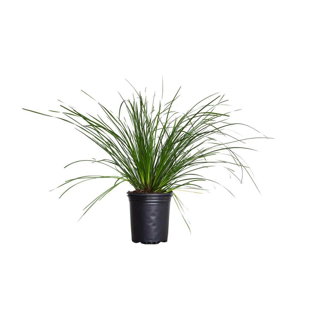 Clarity Blue Dianella 'Flax Lily' (2.5 Quart) Evergreen Ornamental Grass  with Blue Foliage 