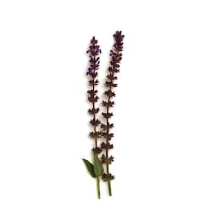3 Gal. East Friesland Salvia Live Flowering Full Sun Perennial Plant with Violet Blue Flowers