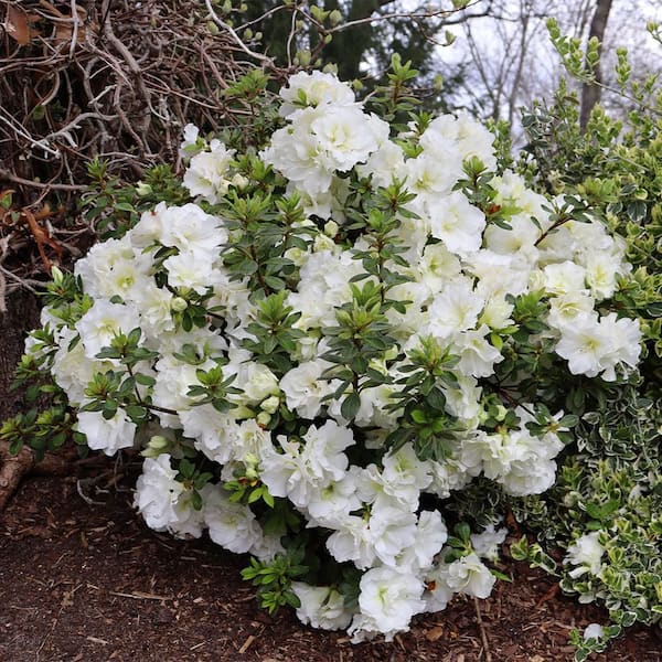 PROVEN WINNERS 2 Gal. Perfecto Mundo Double White Shrub 19645