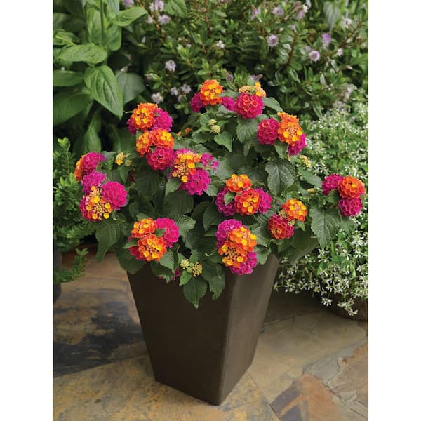 Vigoro 2 QT Lantana 'Bandana Cherry Sunrise' Annual Plant