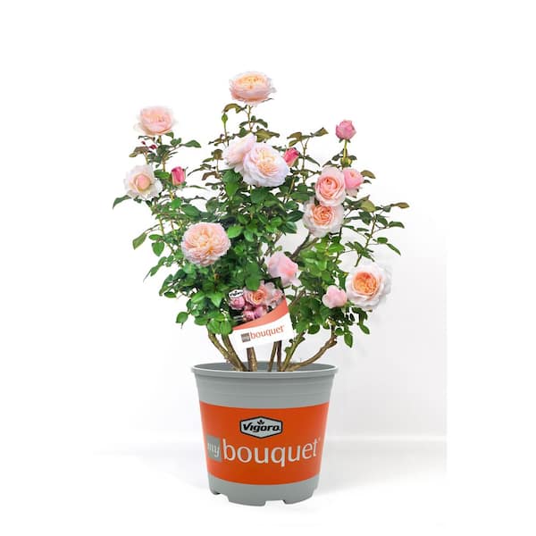 Vigoro 2 Gal. Moonlight in Paris Rose with Apricot Flowers