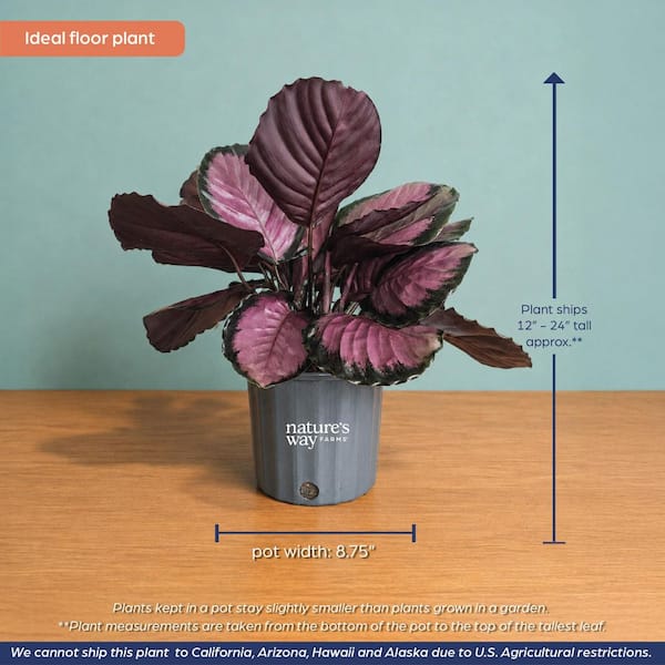NATURE'S WAY FARMS 1.72 Gal. Rosy Calathea Indoor Tropical