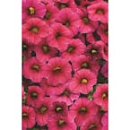 4.25 in. Grande Superbells Cherry Red (Calibrachoa) Live Plant, Pink-Red Flowers (4-Pack)