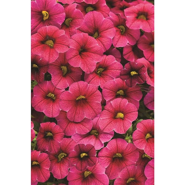 PROVEN WINNERS 4.25 in. Grande Superbells Cherry Red (Calibrachoa) Live Plant, Pink-Red Flowers (4-Pack)