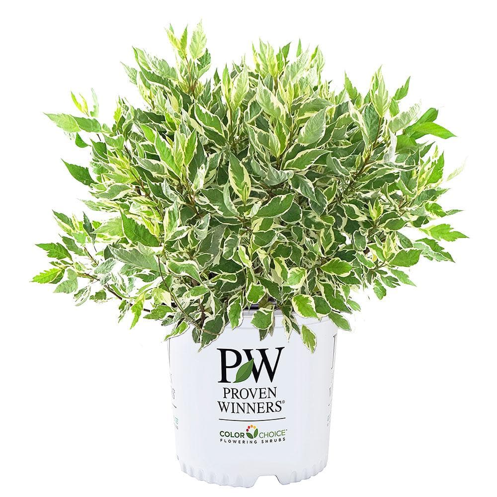 2 Gal. Sgt Pepper Dogwood Shrub price history on PriceWatchPro