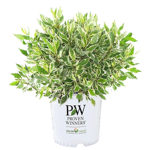 2 Gal. Sgt Pepper Dogwood Shrub