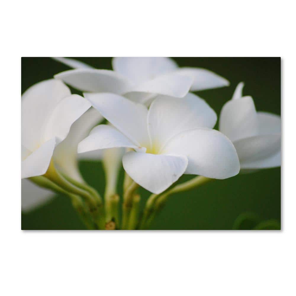 Large White Flower Canvas Art on Green Background
