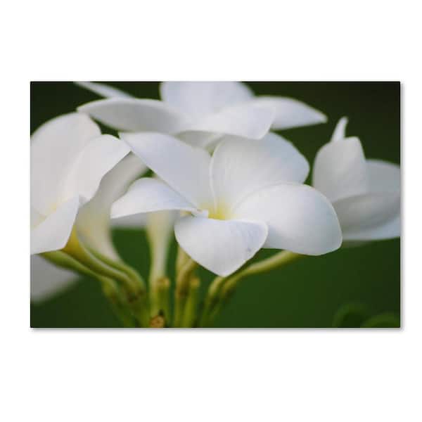 Trademark Fine Art 16 in. x 24 in. "Picture Perfect" by Monica Mize Printed Canvas Wall Art