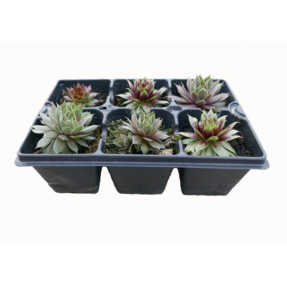 Perennial Sempervivum Assorted Groundcover (6-Pack)