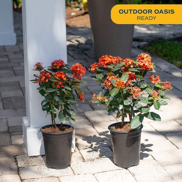 Costa Farms Grower's Choice Outdoor Ixora Taiwanese Plant in 2.5