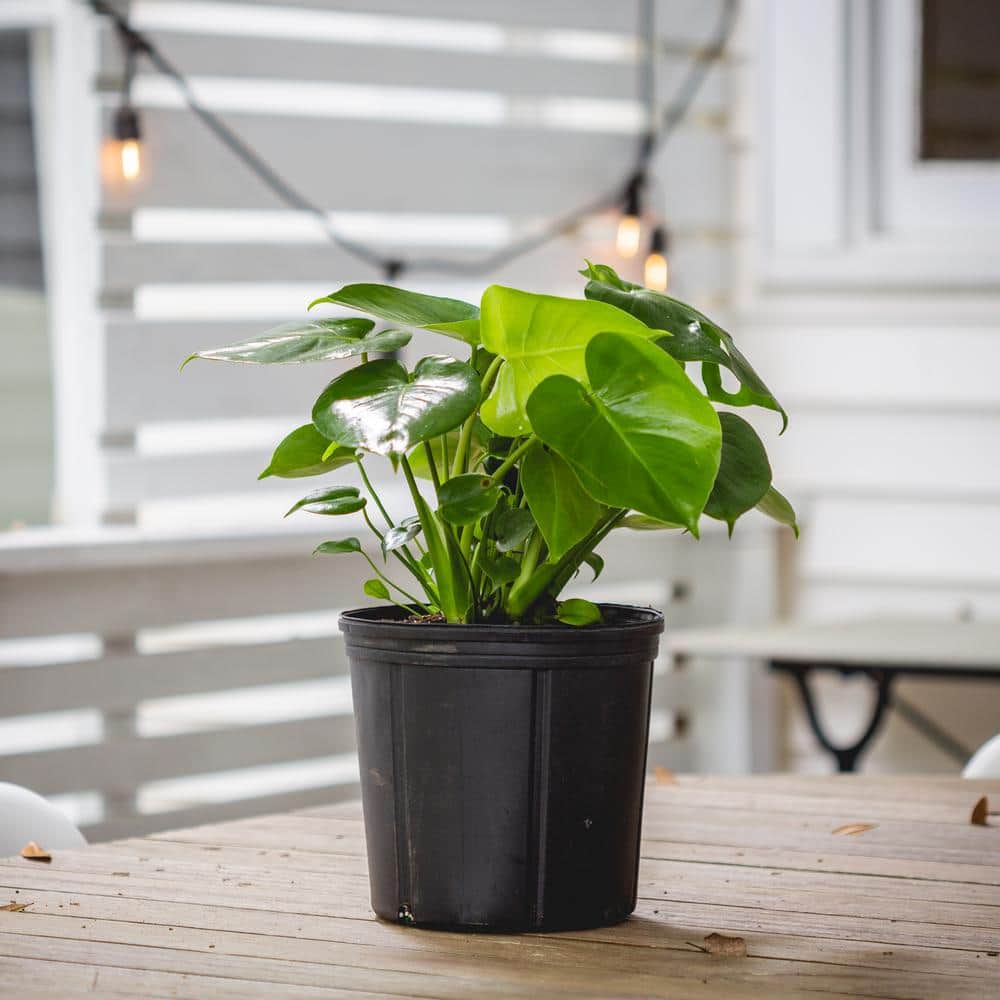 Monstera Swiss Cheese Indoor/Outdoor Plant in 10" Pot
