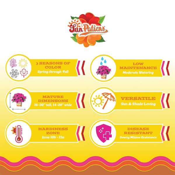 18-Pack Compact Lilac SunPatiens Impatiens Outdoor Annual Plant with Purple Flowers in 2.75 In. Cell Grower's Tray