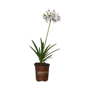 2.5 qt. Ever Twilight Agapanthus with Reblooming White and Violet Blue Flower Clusters