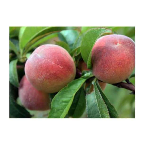 5 Gal. Indian Cling Peach Tree PCHIND05G - The Home Depot