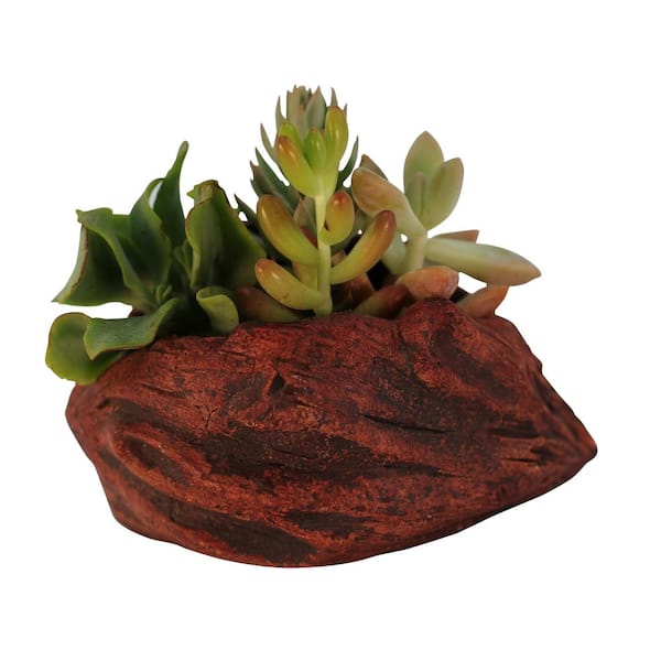 Unbranded 4.25 in. x 3.25 in. x 2.25 in. Redwood Ceramic Wood Plant Pot - Unique Succulent Planter Clam Shell Log