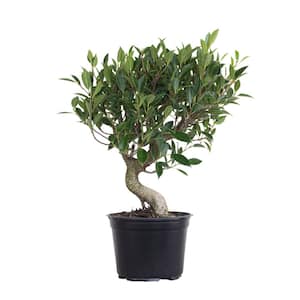 16 in. to 22 in. Tall Ficus Retusa Bonsai Live Indoor Banyan Fig Houseplant Shipped in 6 in. Grower Pot