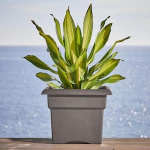 Veranda 14 in. L x 14 in. W x 11.25 in. H 18 qt. Peppercorn Plastic Deck Box Planter